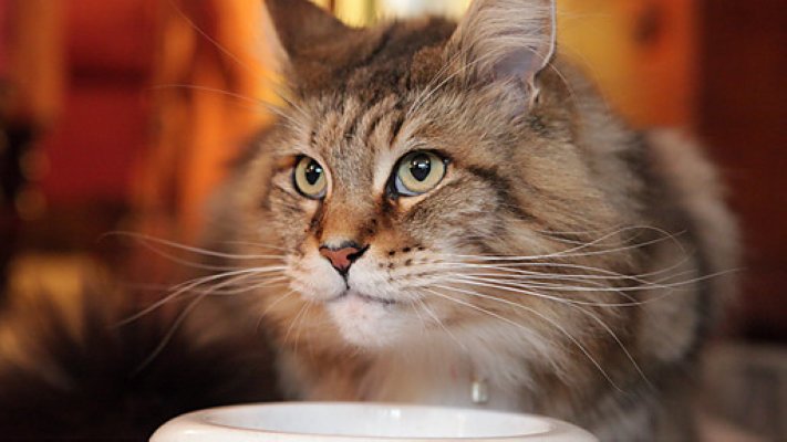 BBC地平线:猫的秘密生活 Horizon: The Secret Life of the Cat