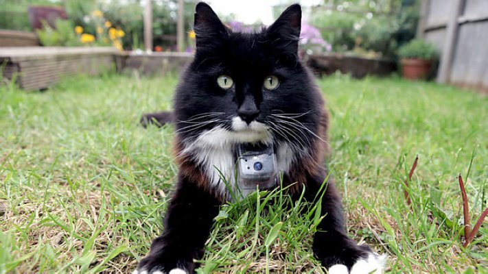 BBC地平线:猫的秘密生活 Horizon: The Secret Life of the Cat