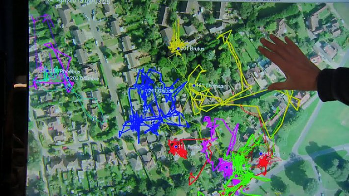 BBC地平线:猫的秘密生活 Horizon: The Secret Life of the Cat