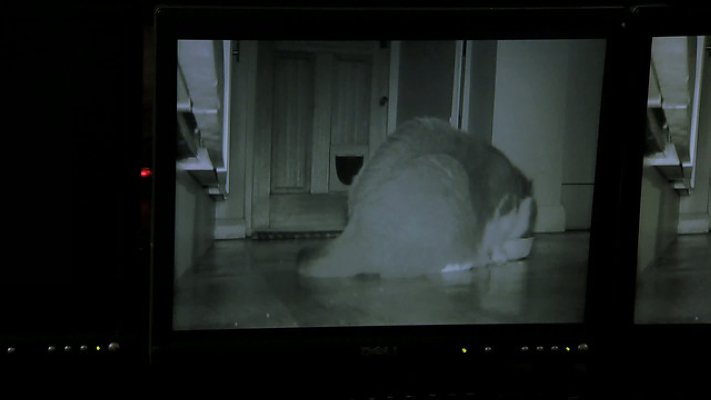 BBC地平线:猫的秘密生活 Horizon: The Secret Life of the Cat