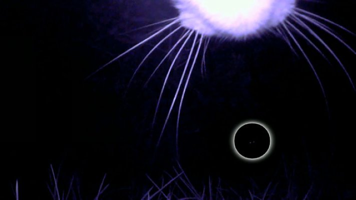 BBC地平线:猫的秘密生活 Horizon: The Secret Life of the Cat