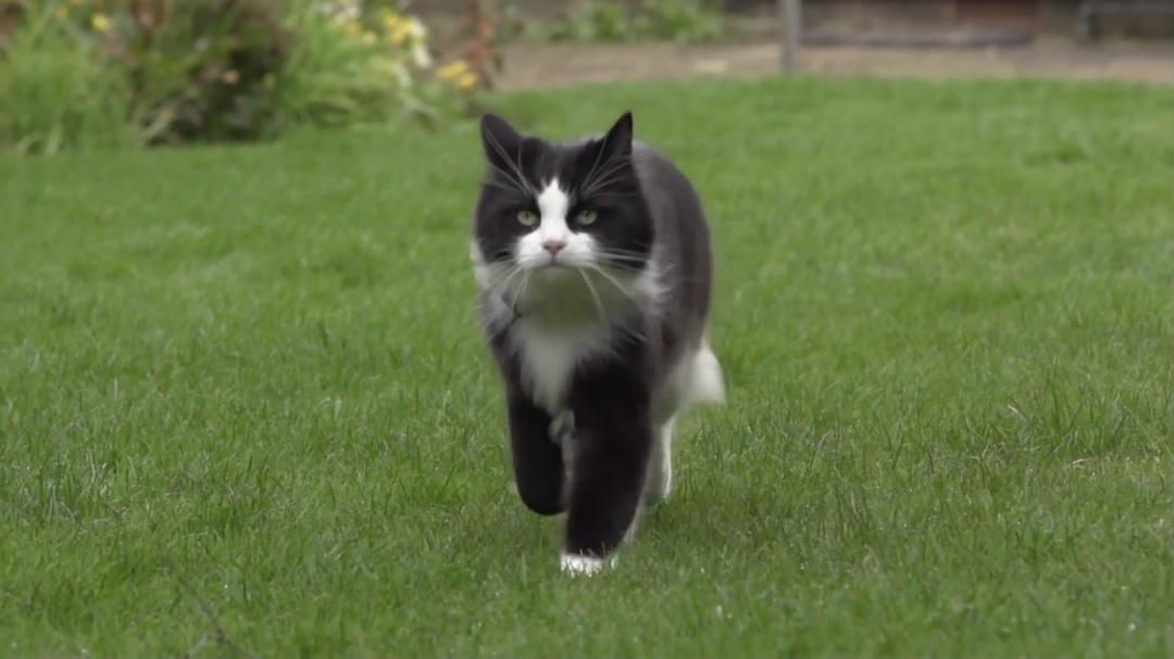 BBC地平线:猫的秘密生活 Horizon: The Secret Life of the Cat