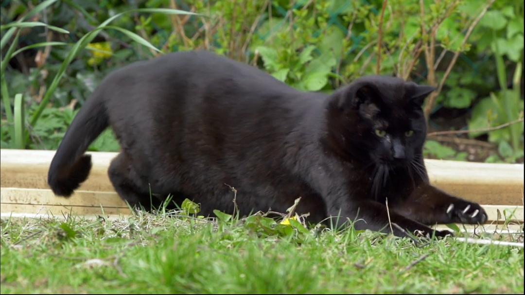 BBC地平线:猫的秘密生活 Horizon: The Secret Life of the Cat