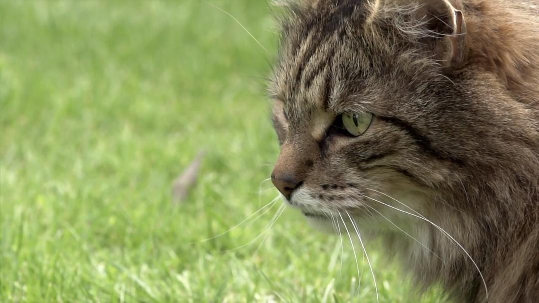 BBC地平线:猫的秘密生活 Horizon: The Secret Life of the Cat