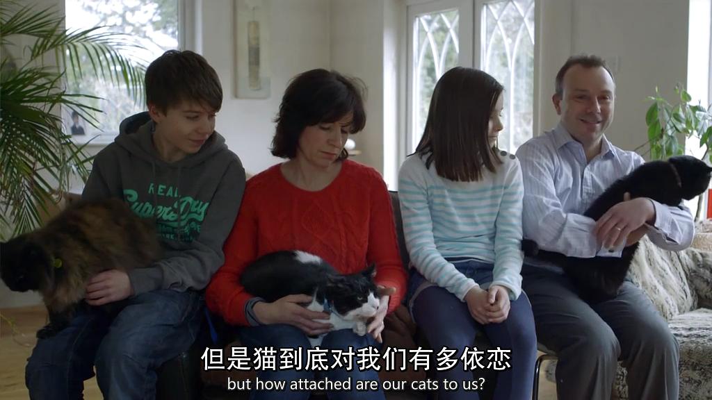 地平线系列:小猫日记 Horizon: Little Cat Diaries