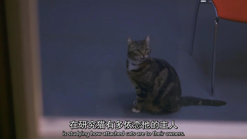 地平线系列:小猫日记 Horizon: Little Cat Diaries