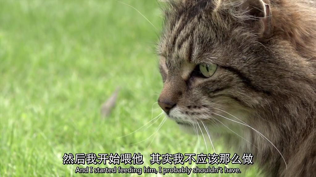 地平线系列:小猫日记 Horizon: Little Cat Diaries