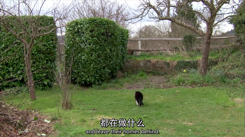 地平线系列:小猫日记 Horizon: Little Cat Diaries