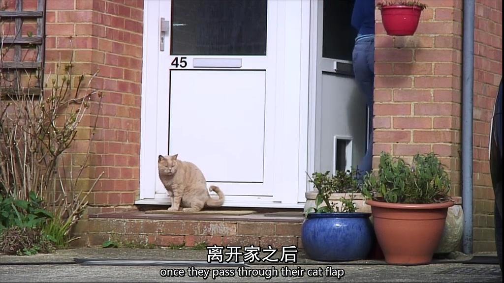 地平线系列:小猫日记 Horizon: Little Cat Diaries