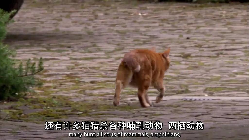地平线系列:小猫日记 Horizon: Little Cat Diaries