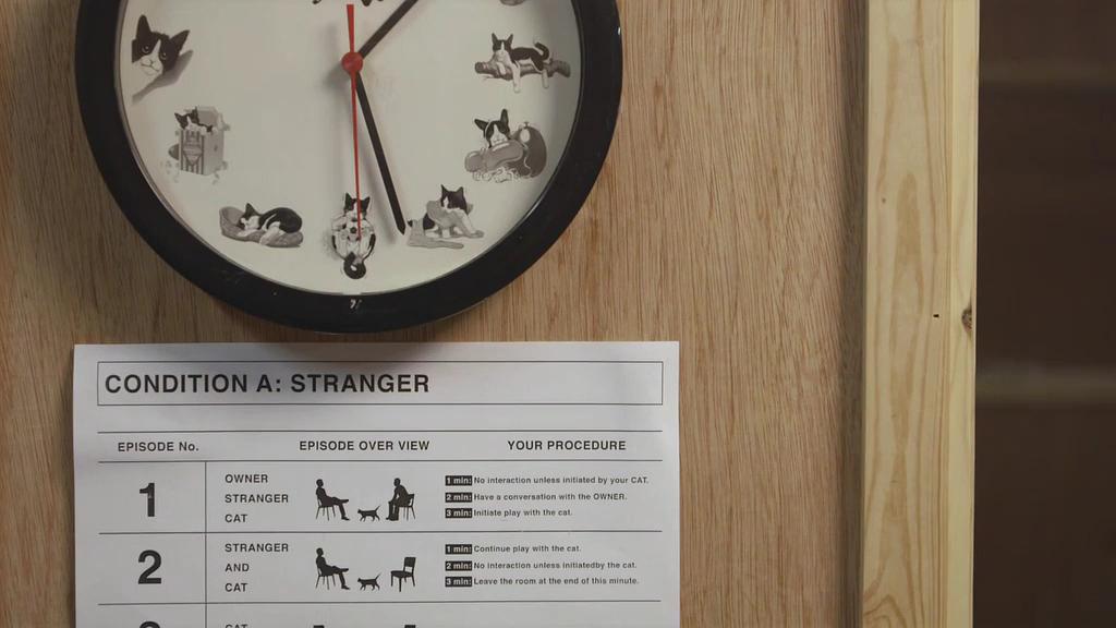 地平线系列:小猫日记 Horizon: Little Cat Diaries