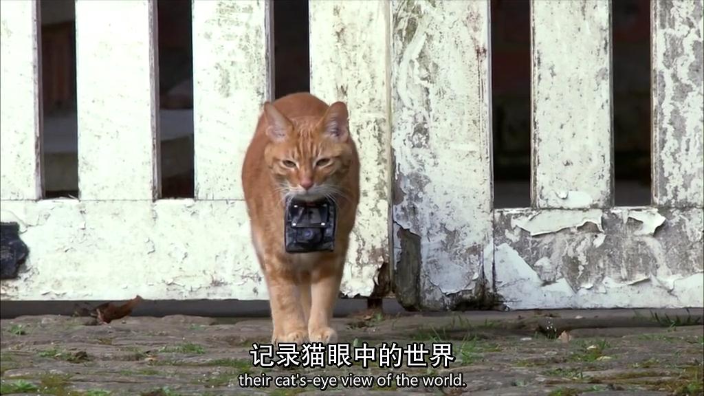 地平线系列:小猫日记 Horizon: Little Cat Diaries
