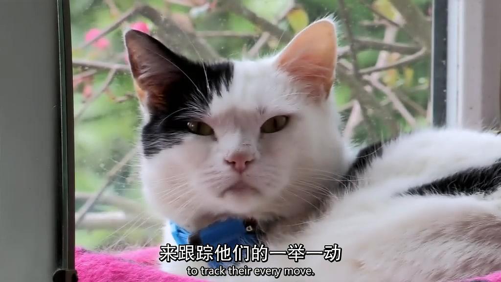 地平线系列:小猫日记 Horizon: Little Cat Diaries