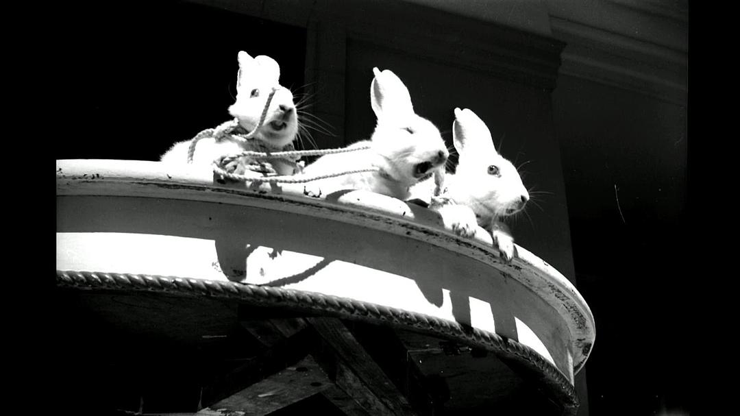 薇薇安·迈尔:谁动了保姆的照片 Vivian Maier: Who Took Nanny's Pictures