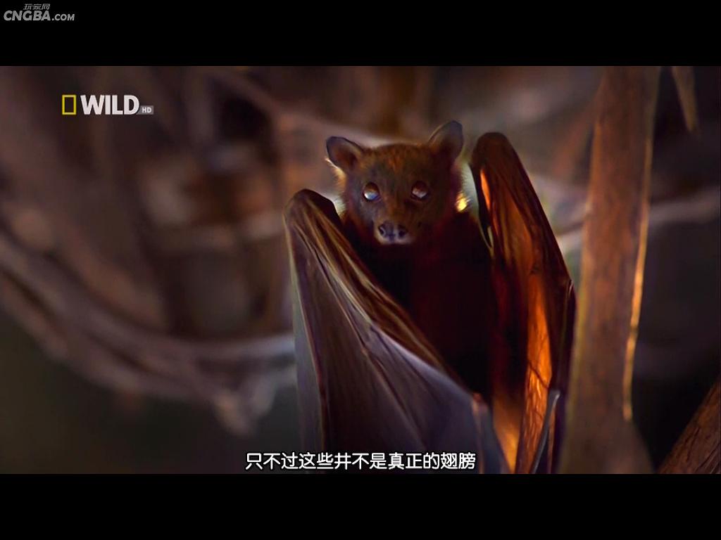 奇形怪物 World's Weirdest