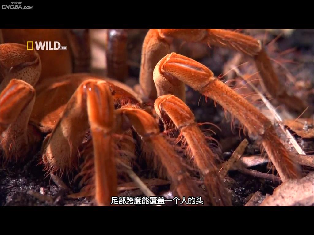 奇形怪物 World's Weirdest