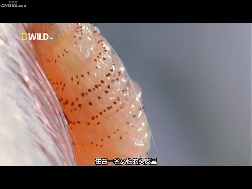 奇形怪物 World's Weirdest