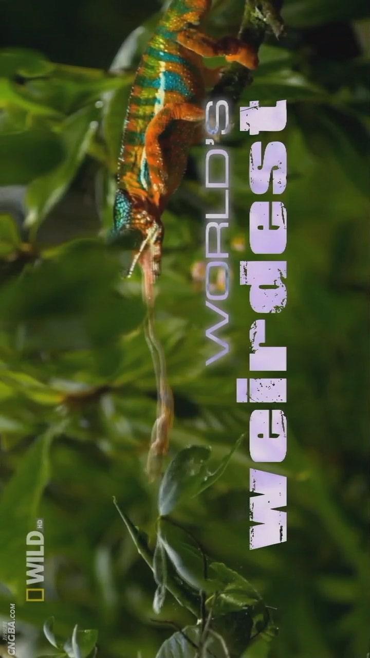 奇形怪物 World's Weirdest