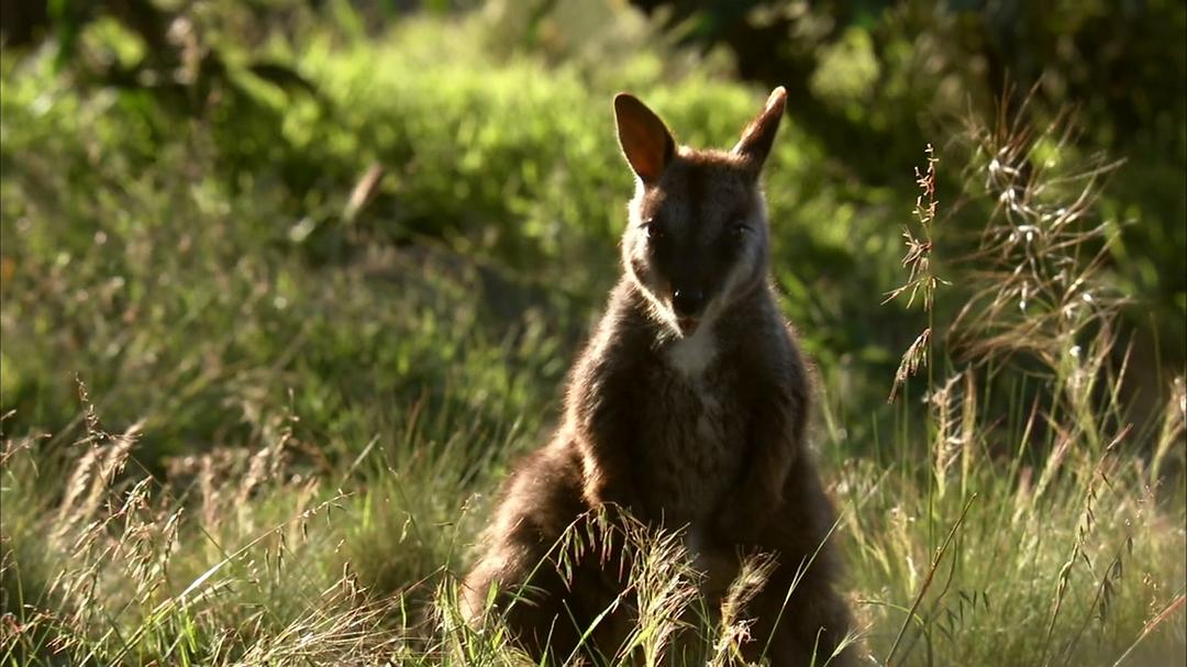 自然的运作 How Nature Works