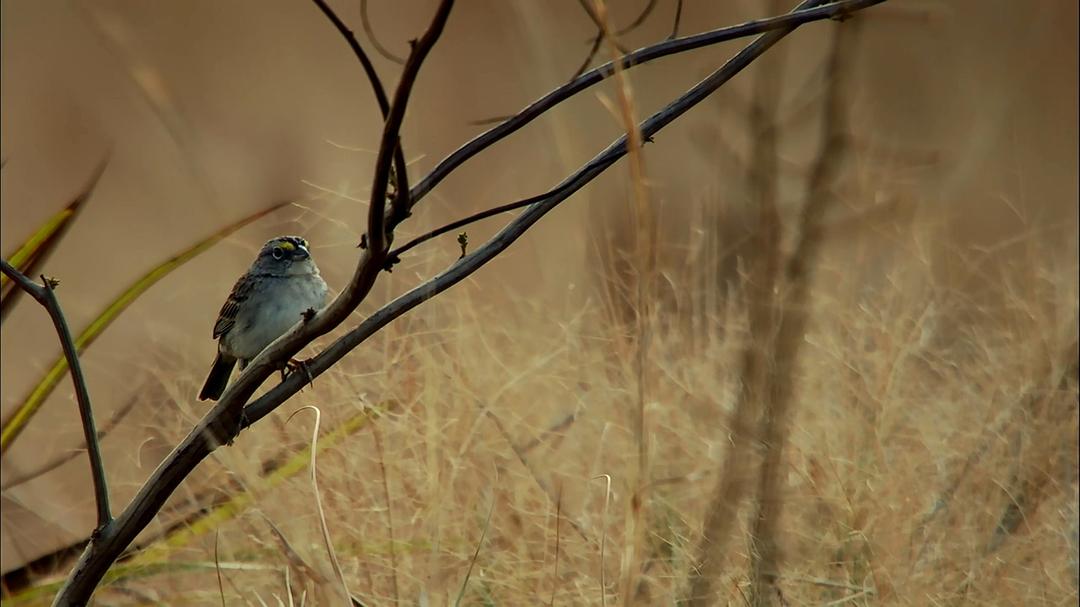 自然的运作 How Nature Works