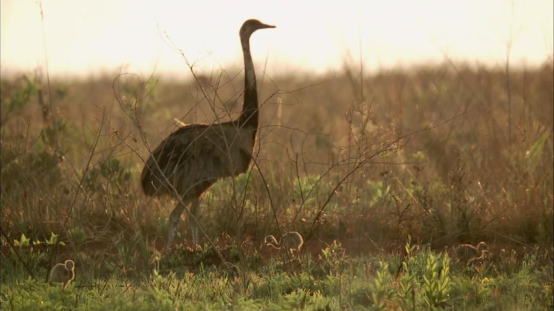 自然的运作 How Nature Works