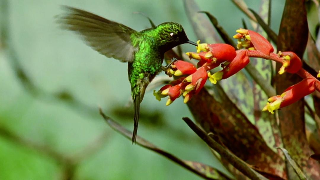 自然的运作 How Nature Works