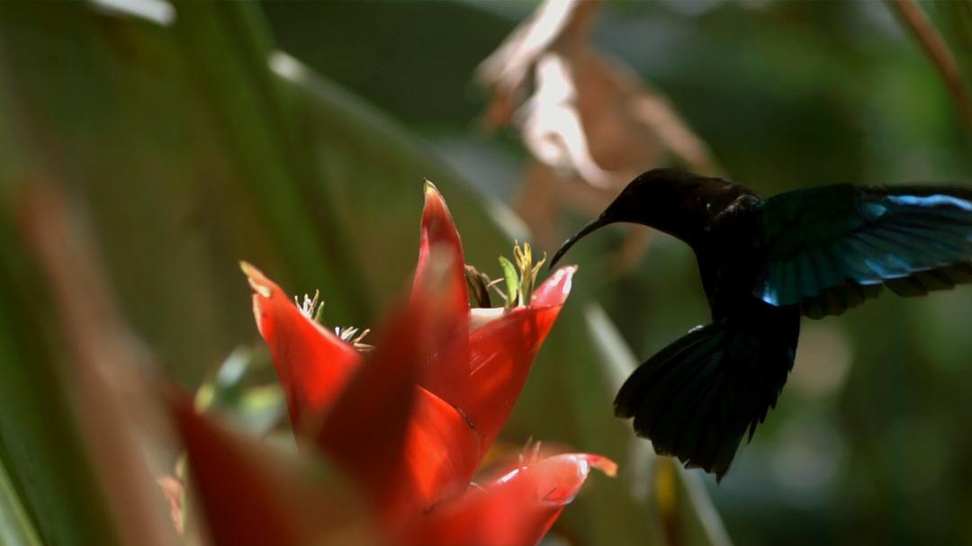 自然的运作 How Nature Works