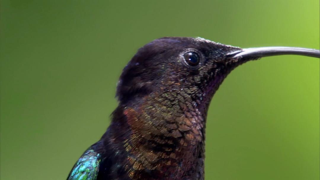 自然的运作 How Nature Works