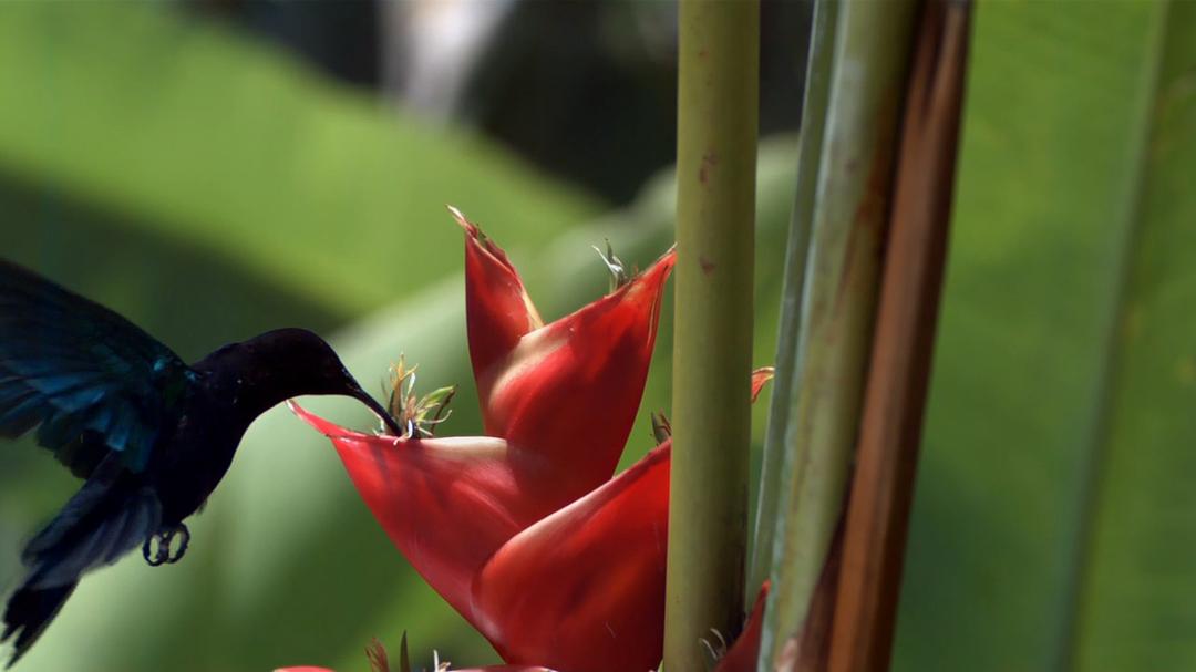 自然的运作 How Nature Works