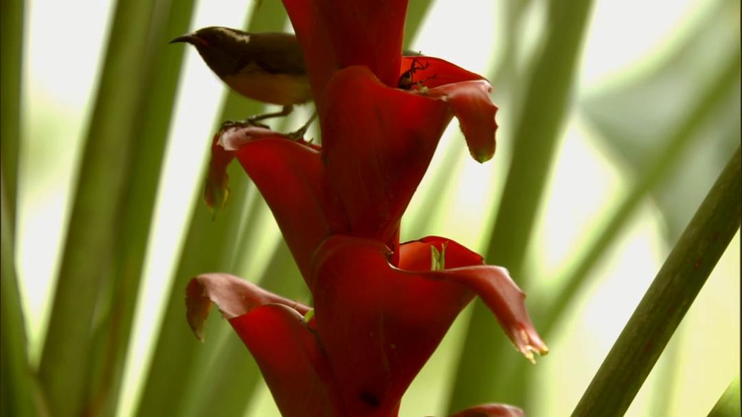 自然的运作 How Nature Works