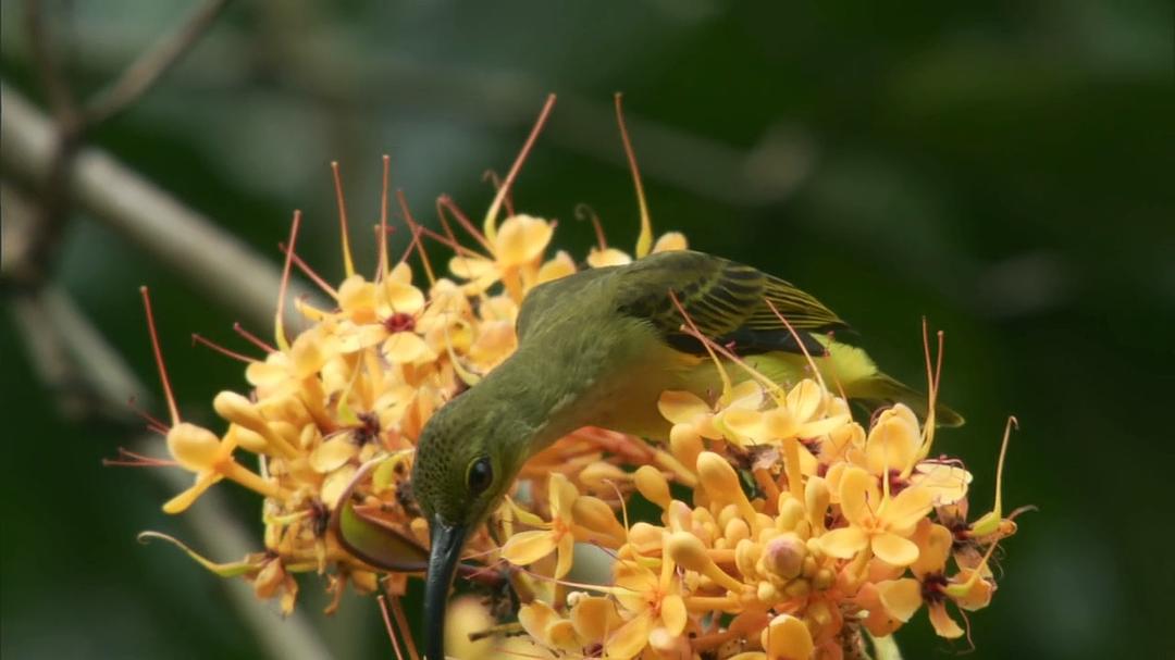 自然的运作 How Nature Works