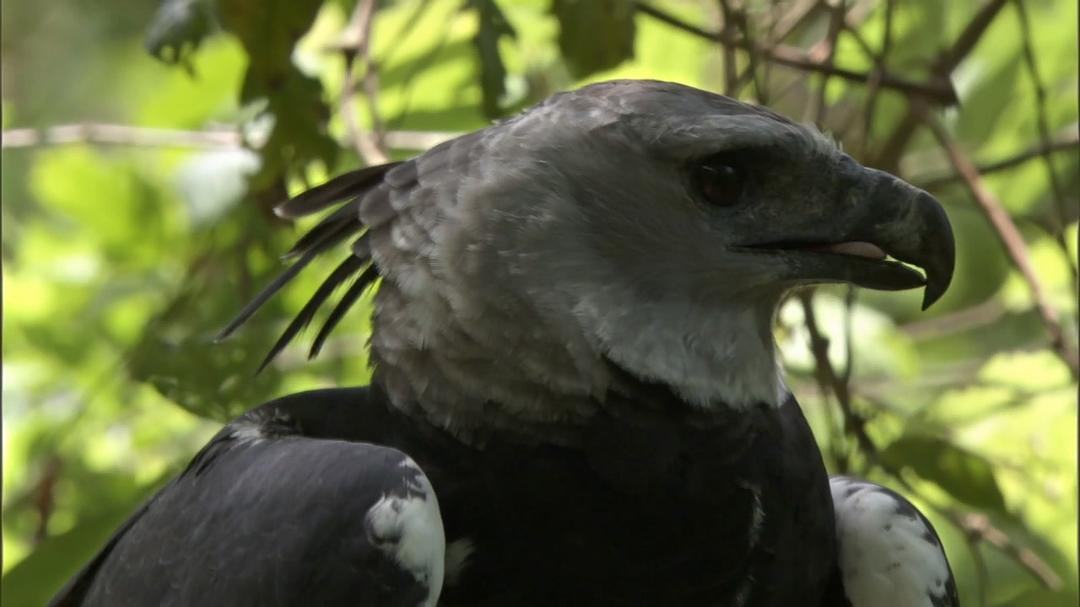 自然的运作 How Nature Works