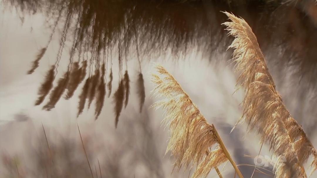 狂野新西兰 Wild About New Zealand