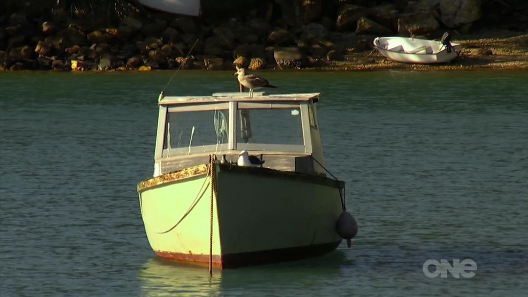 狂野新西兰 Wild About New Zealand