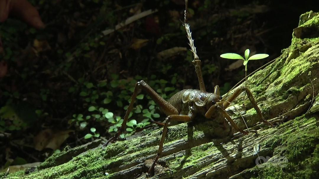 狂野新西兰 Wild About New Zealand