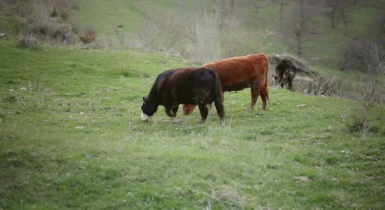 碟碟相传 Spinning Plates