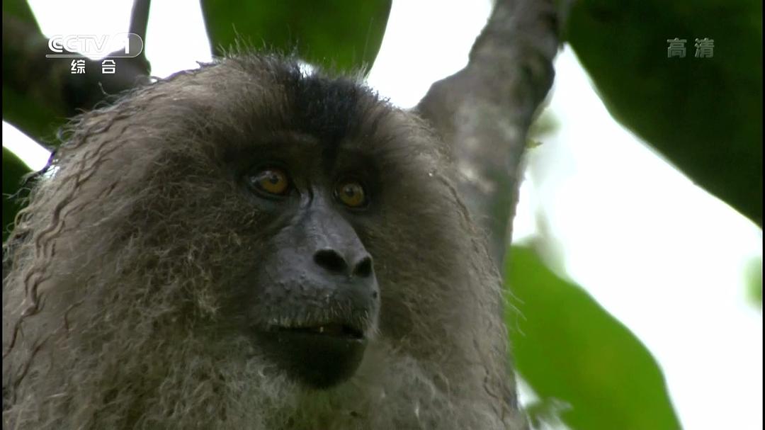 狂野印度 Wildest India