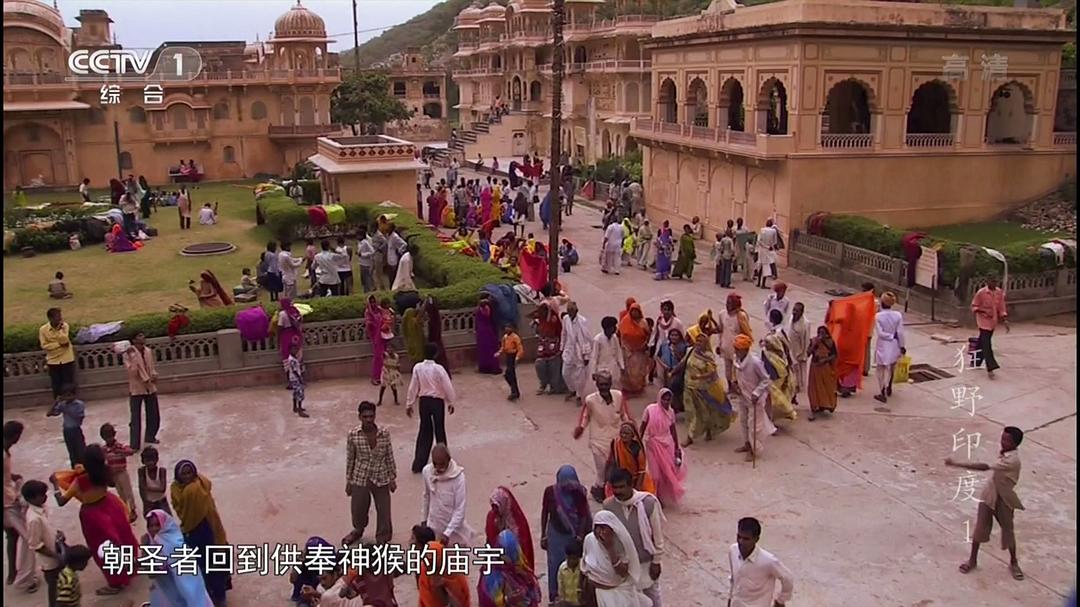 狂野印度 Wildest India