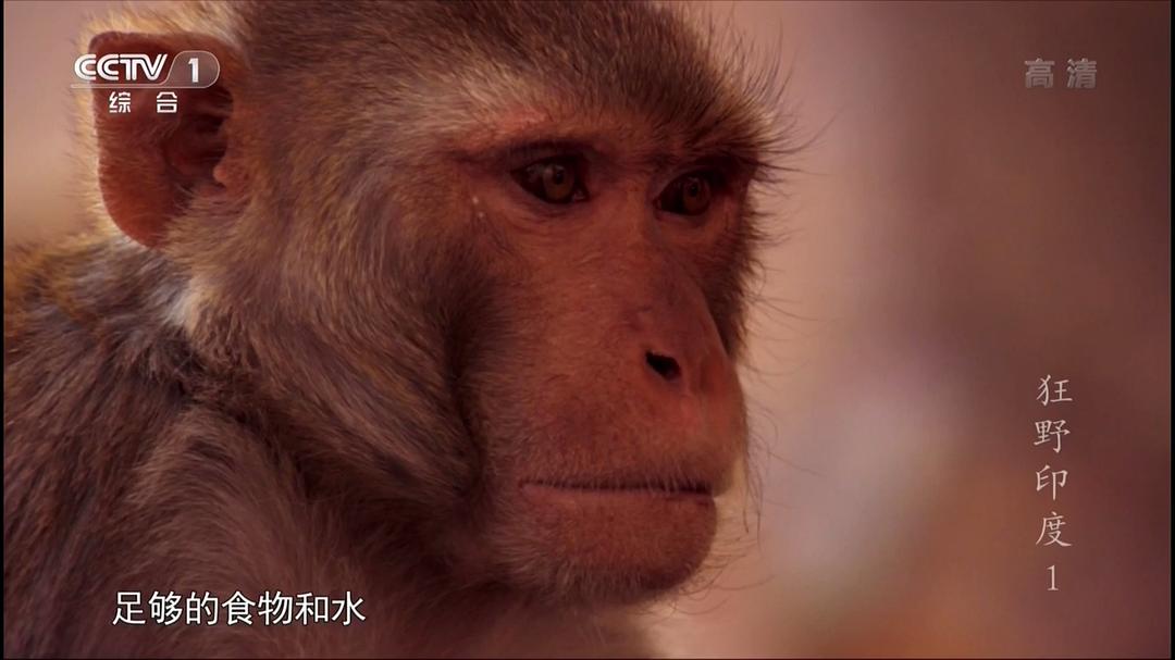 狂野印度 Wildest India