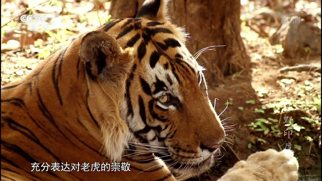 狂野印度 Wildest India