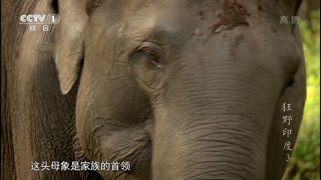 狂野印度 Wildest India