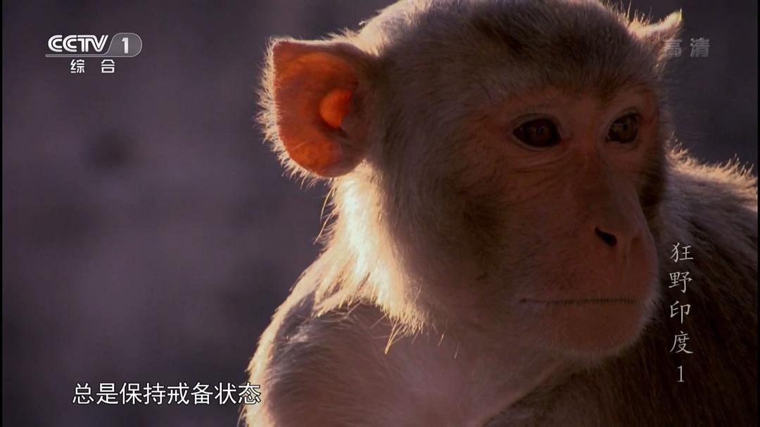 狂野印度 Wildest India