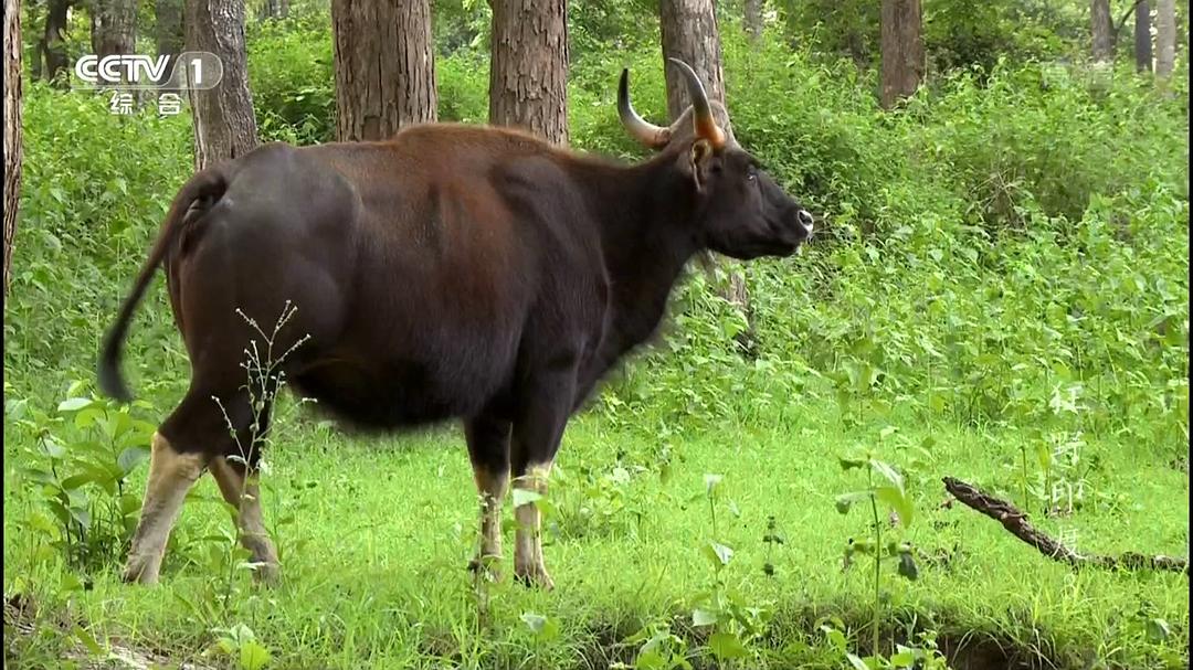 狂野印度 Wildest India