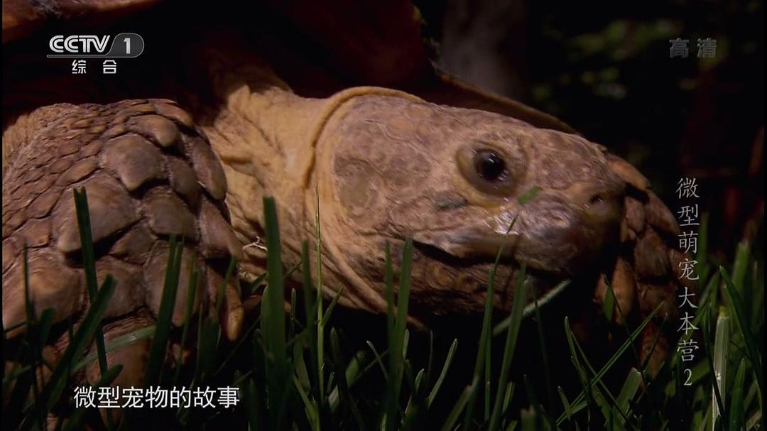 微型萌宠大本营 Super Tiny Animals