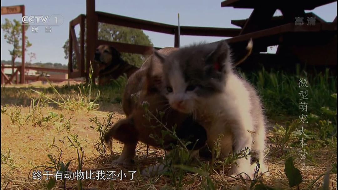 微型萌宠大本营 Super Tiny Animals