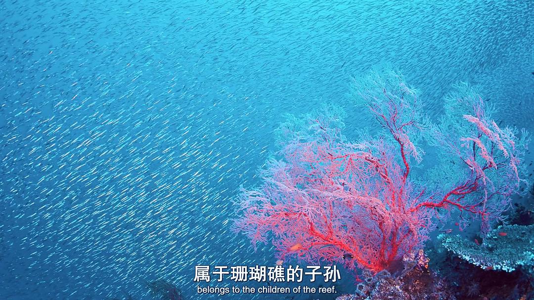 南太平洋之旅 Journey to the South Pacific