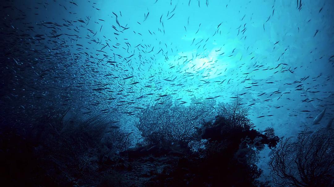 南太平洋之旅 Journey to the South Pacific