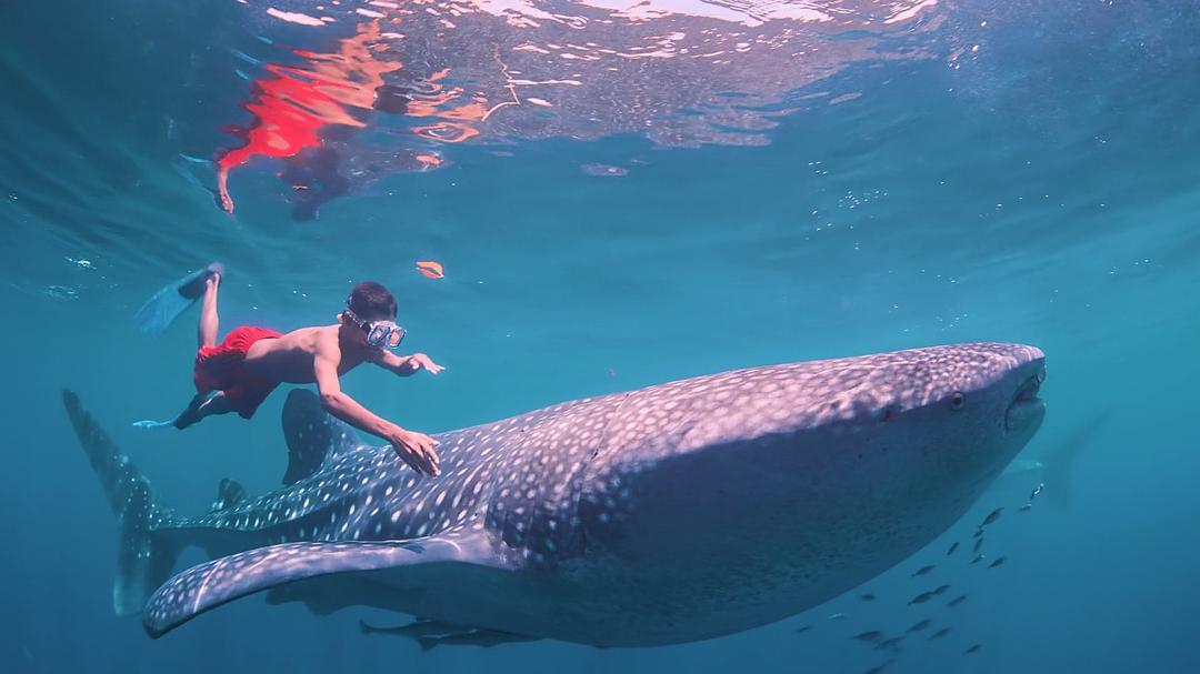 南太平洋之旅 Journey to the South Pacific