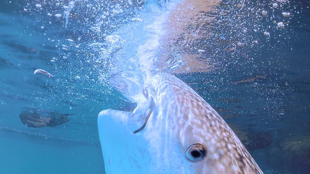 南太平洋之旅 Journey to the South Pacific