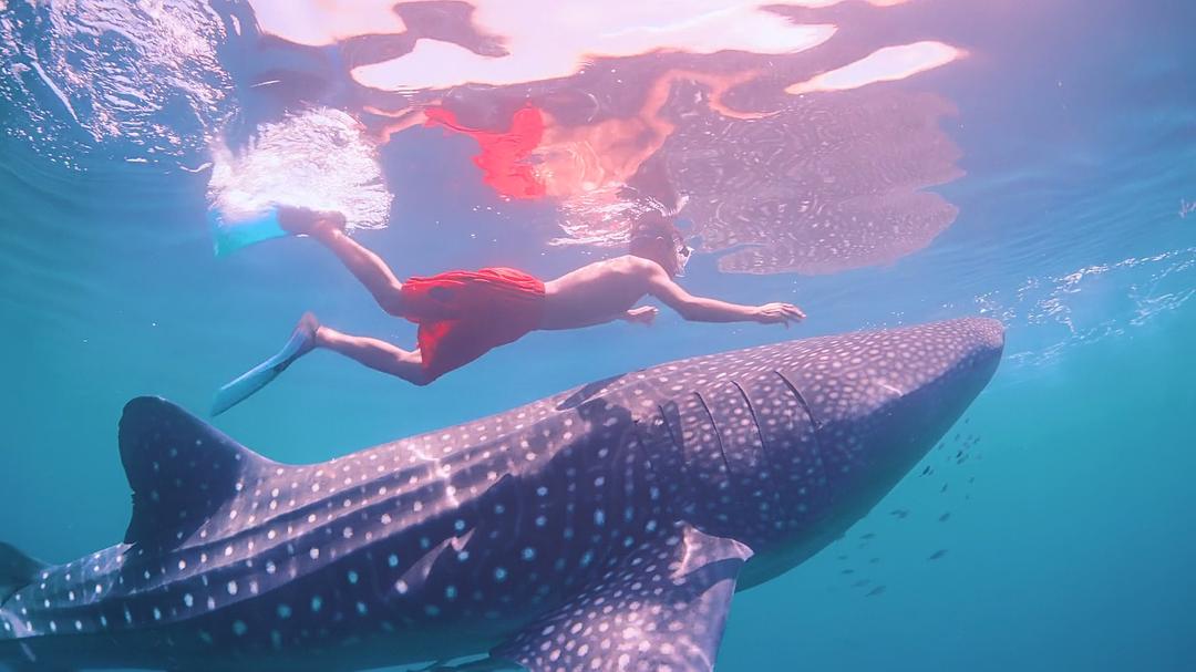 南太平洋之旅 Journey to the South Pacific